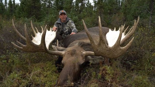4頭到150000頭，紐芬蘭島駝鹿泛濫，獵人合法獵殺，為啥殺不完？